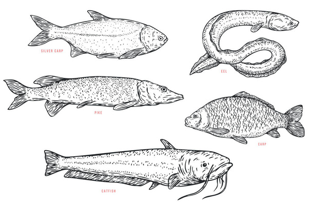 Set handgezeichnete Flussfische im Zeichentrickstil. Hecht, Aal, Wels, Karpfen. Vektorillustration. - Vektor, Bild
