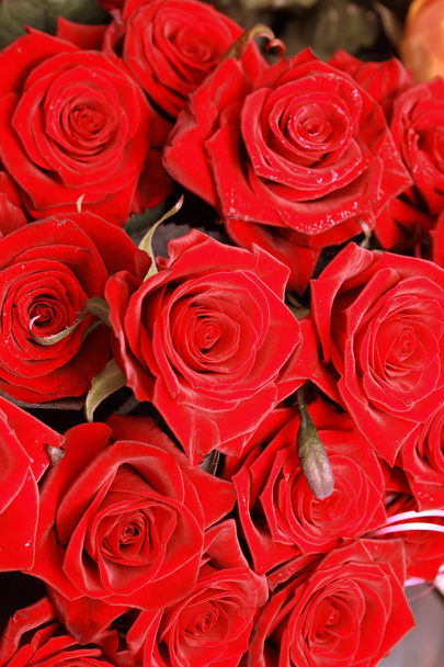 Czerwone róże - Zdjęcie, obraz