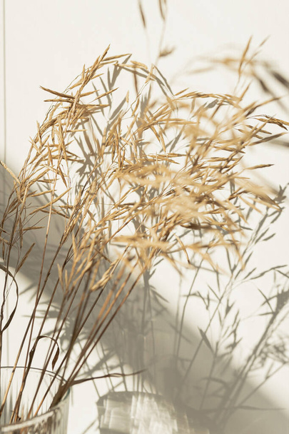 Естетично висушена бежева трава, очеретяна рослина проти затіненої стіни. Мінімалістична паразитка вібрує квітка. Сонячні тіні - Фото, зображення