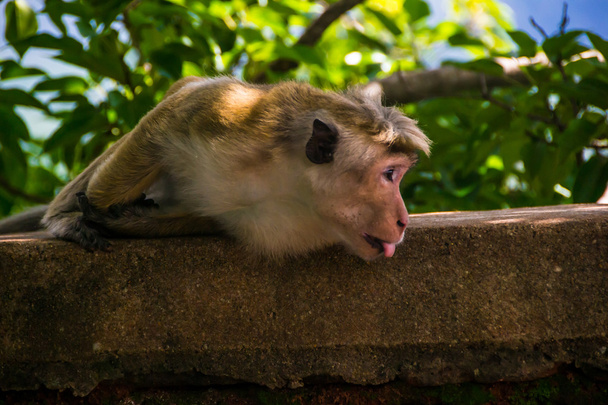 monkey stick out tongue in Sigiriya, Sri Lanka  - Photo, Image
