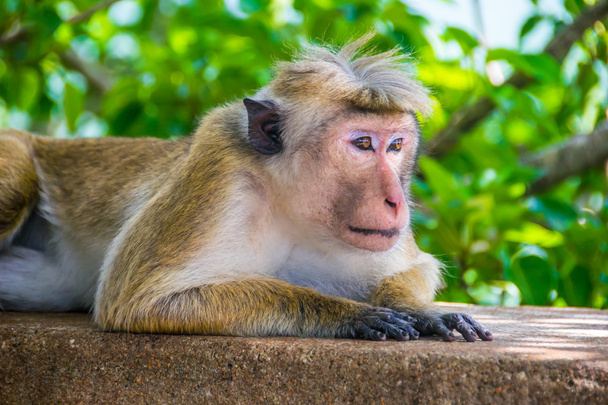 singe est couché en plein air à Sigiriya, Sri Lanka, horizontal
  - Photo, image