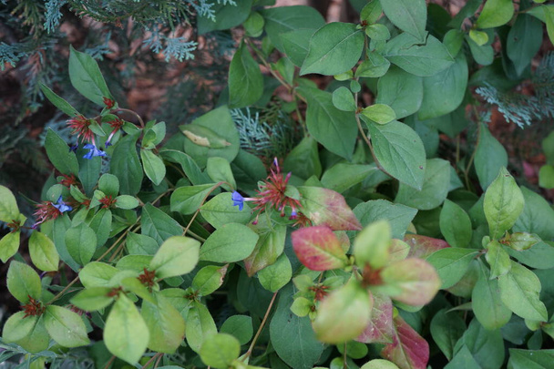 Ceratostigma plumbaginoides kvete na podzim s modrými květy. Ceratostigma plumbaginoides, houževnatý modrozkvetlý olovnatec, je druh kvetoucí rostliny z čeledi plumbago. Berlín, Německo  - Fotografie, Obrázek