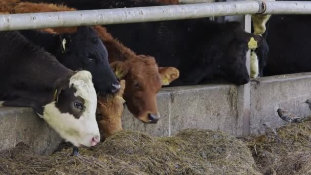 Four diverse cows at a feeding station. - Footage, Video