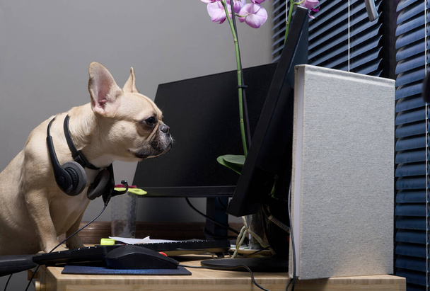 Собака онлайн-поддержки с гарнитурой на голове пристально смотрит на монитор во время ночной смены. Французский бульдог наклонился к мониторам с лапами на столе. - Фото, изображение