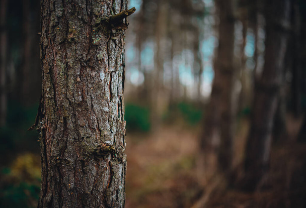 Un tronc d'arbre dans une forêt allemande - Photo, image