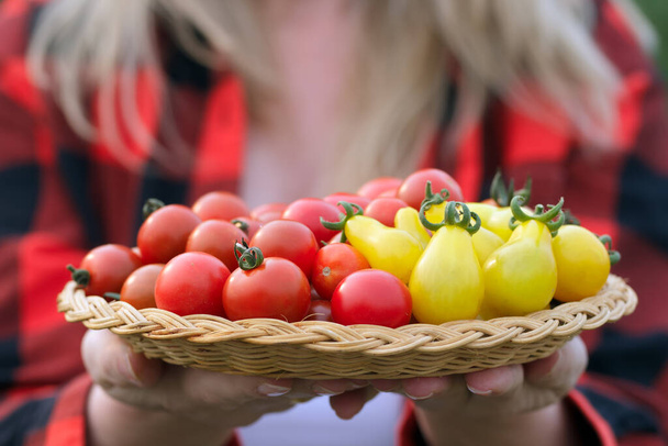 agricultora con camisa a cuadros roja sostiene un plato de mimbre con tomates cherry rojos y amarillos en forma de pera. - Foto, Imagen
