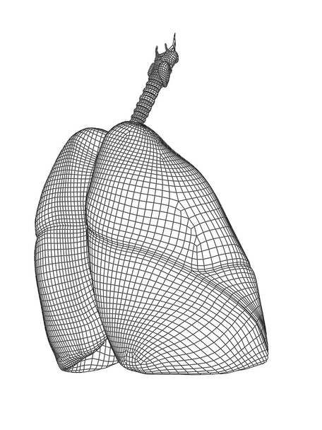 Mesh respiratory system - Photo, Image