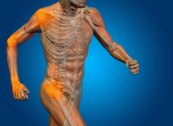 концептуальні анатомії людини
 - Фото, зображення