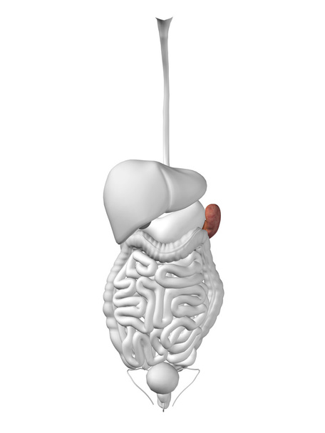 Órgano del bazo y sistema digestivo
 - Foto, imagen