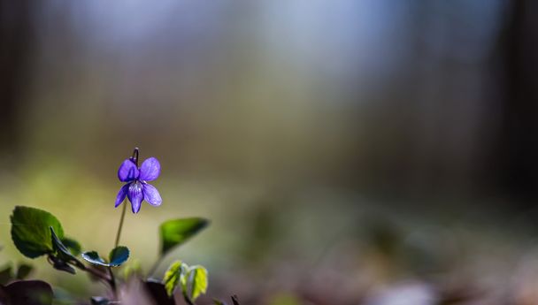 Wildblumen an einem sonnigen Tag, im Frühling - Foto, Bild