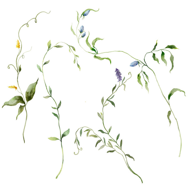 Υδατογραφία floral set από άγρια βότανα λιβάδι και λουλούδι. Ζωγραφισμένα στο χέρι στοιχεία φυτών που απομονώνονται σε λευκό φόντο. Εξωτερική απεικόνιση για σχεδιασμό, εκτύπωση, ύφασμα ή φόντο - Φωτογραφία, εικόνα