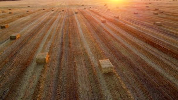 Τετράγωνα δεμάτια από πιεσμένο άχυρο σιταριού βρίσκονται στο χωράφι μετά τη συγκομιδή του σιταριού το ηλιοβασίλεμα και την αυγή. Συμπιεσμένες αχυρένιες μπάλες σε γεωργική γη μετά τη συγκομιδή. Γεωργική βιομηχανία. Αγροτική βιομηχανία - Πλάνα, βίντεο