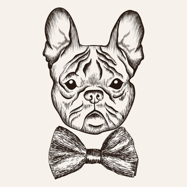 Sketch French Bulldog with bow tie. - Vector, Image