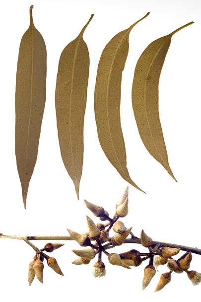 Listy a koruny hruškovitého tvaru poupata Corymbia citriodora, citron  - Fotografie, Obrázek