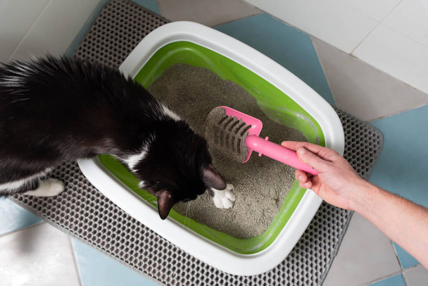 Kissan hoito Rutiini: kissan omistaja käsi puhdistaa kissan hiekkalaatikon keräämällä hiekka möhkäleitä. Söpö kotimainen kissa istuu lähellä Kitty wc ja pelaa. - Valokuva, kuva