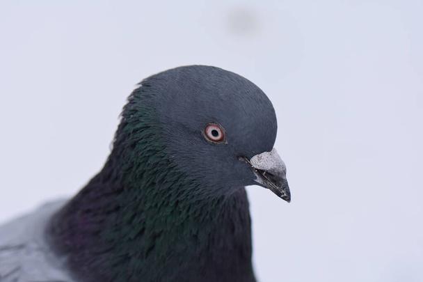 holub na zamrzlé jezero detailní záběr - Fotografie, Obrázek