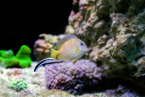 Atlantic juvenile yellow (blue) tang cleaned by doctor wrasse fishes in marine aquarium tank - Photo, Image