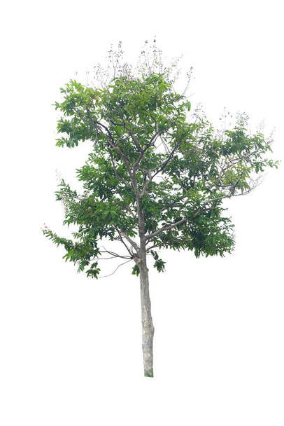 Lagerstroemia floribunda, also known as Thai crape myrtle and kedah bngor, tropical tree in the northeast of Thailand isolated on white background ,with clipping path - Valokuva, kuva
