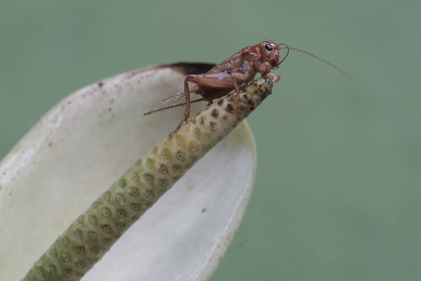 A field cricket is eating anthurium flower. This insect has the scientific name Gryllus campestris. - Photo, Image