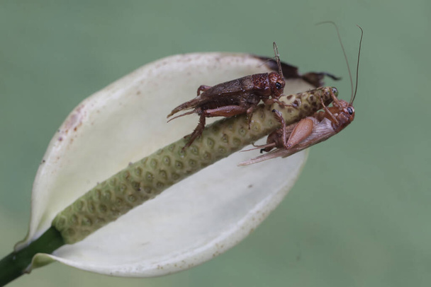 Two field crickets are eating anthurium flower. This insect has the scientific name Gryllus campestris. - Photo, Image