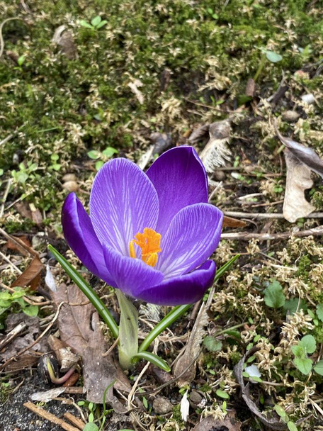 Spring saffron growing in park in spring in purple or white - Photo, Image