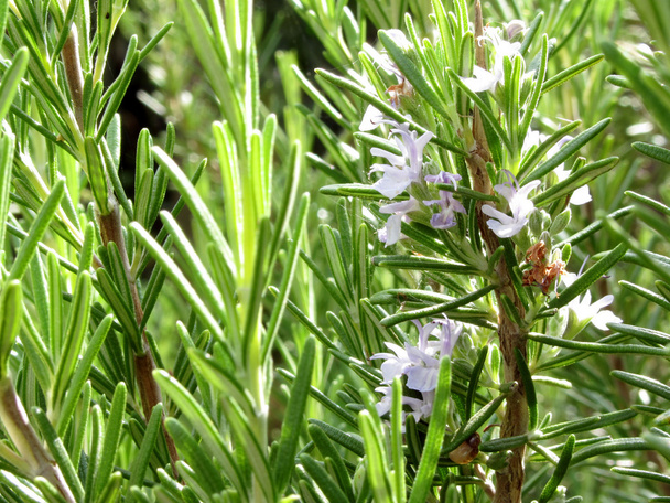 Rosemary planta con flores
 - Foto, Imagen