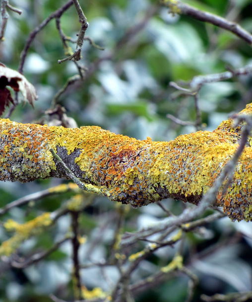 Rama de árbol con hongo de musgo
 - Foto, Imagen