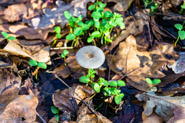 Фотография по теме большие красивые ядовитые грибы в лесу на фоне листьев, фото, состоящее из натуральных ядовитых грибов на открытом воздухе, ядовитые грибы в большом лесу крупным планом - Фото, изображение