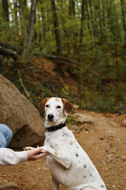 Фото счастливой милой собаки, дающей лапу, сидя в лесу с молодой девушкой во время похода - Фото, изображение