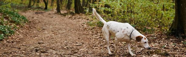 Φωτογραφία από χαριτωμένο λευκό σκυλί τρέχει στο μονοπάτι του δάσους. Φύση φωτογραφία των κατοικίδιων ζώων, σκύλος σε πτώση φύλλων, πανό - Φωτογραφία, εικόνα