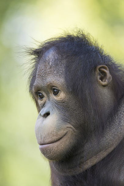 Simpanssi muotokuva
  - Valokuva, kuva