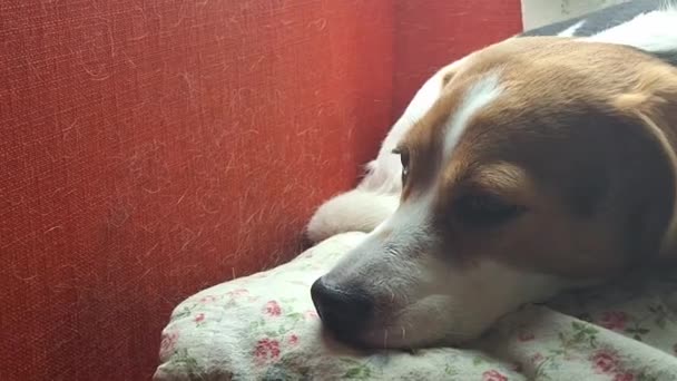 Egy fáradt, álmos beagle dog pihen egy vörös karosszéken. Alvó kutya egy vörös kanapén. Kutyaszőrrel teli szék. A kedvtelésből tartott állatokkal való tisztaság fogalma. - Felvétel, videó