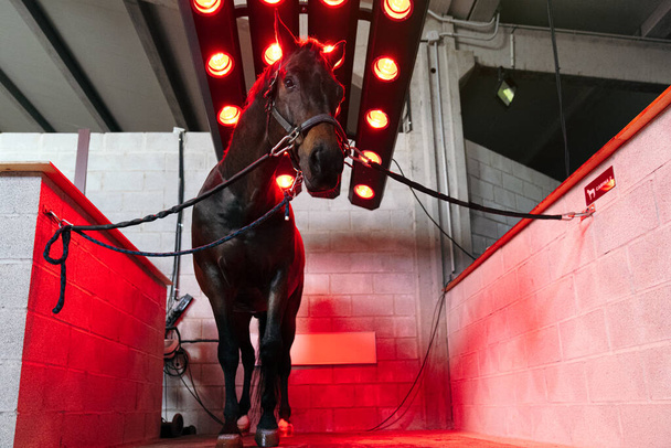 Un caballo se enfrenta a la cámara mientras que las lámparas infrarrojas proporcionan un tratamiento térmico terapéutico, ayudando en la recuperación muscular y la reducción del dolor. - Foto, Imagen
