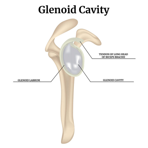 Cavidad Glenoide. Representación de la articulación clavicular. Ilustración médica del vector - Vector, Imagen