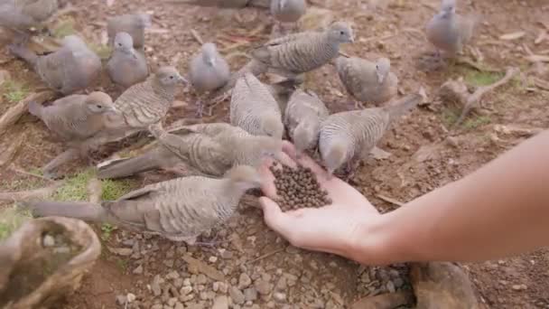 Vrouwelijke hand voedende vogels op de grond. Hand met voedsel voor de zebraduif, Geopelia striata. Veel Hawaiianen versperren grond duiven bijten kruimels uit de hand. Hongerige duif, Oahu eiland Hawaï - Video