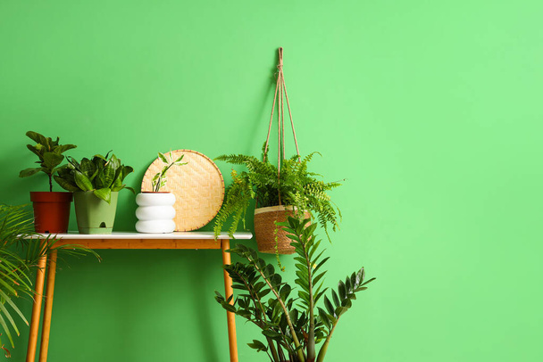 Κατσαρόλες με φυτά στο τραπέζι κοντά σε πράσινο τοίχο - Φωτογραφία, εικόνα