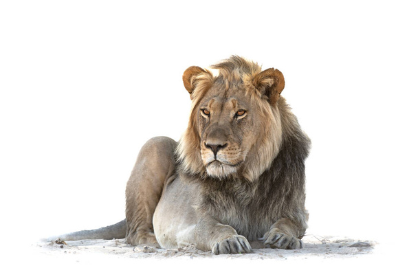 Високий ключовий лев. Лев відпочиває в піску в транскордонному парку Хагаґаді в Південній Африці - Фото, зображення