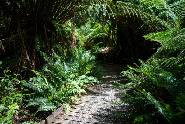 calçadão trilha a pé em um parque nacional na tasmânia austrália  - Foto, Imagem