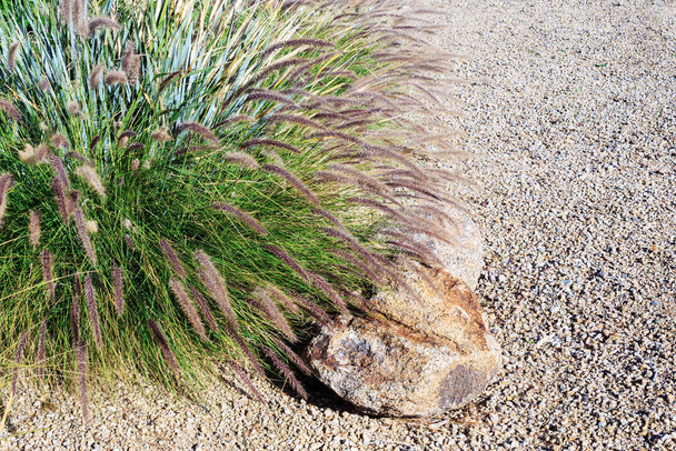 Arizona ciudad desierto estilo xeriscaped carretera con hierba fuente (Pennisetum Setaceum) y rocas en una cálida mañana de invierno - Foto, Imagen