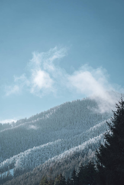 Kar, çam ağaçları ve sakin sisli alçak Tatra manzaralı dağlar, Slovakya 'nın kış karlı manzarası - Fotoğraf, Görsel