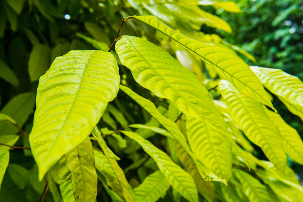 Зеленые листья в саду, Таиланд., Таиланд. - Фото, изображение
