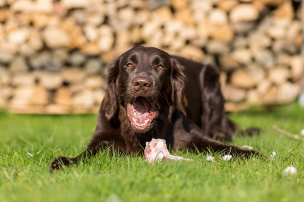 Hond eet kalf borstbeen - Foto, afbeelding