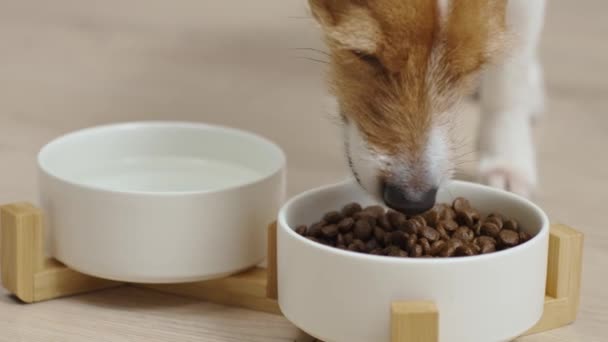Cane che mangia cibo secco da una ciotola bianca sul pavimento in cucina, Cane affamato, Alimentazione degli animali e cura degli animali - Filmati, video