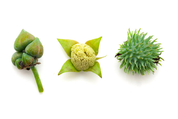 Three stages of Castor fruits (Ricinus communis). Isolated on a white background. - Photo, Image