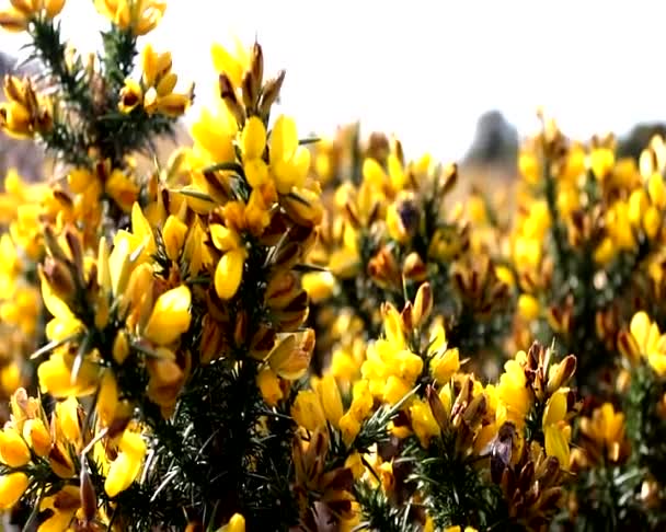 Bees on gorse - Footage, Video