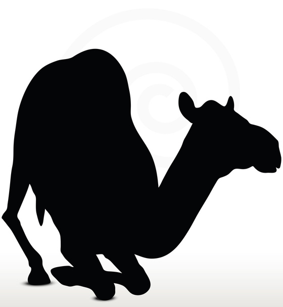 chameau à genoux pose
 - Vecteur, image