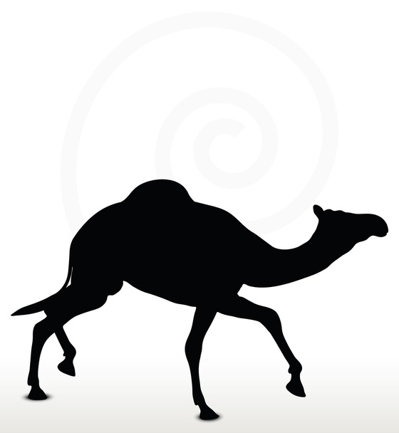 camel in Trotting pose - Vector, Image