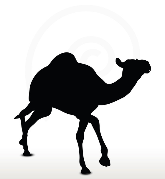 camel in Trotting pose - Vector, Image