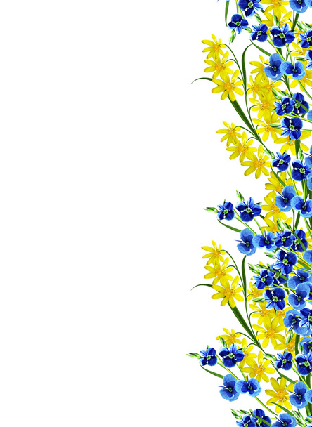 buttercup flower isolated on white background - Φωτογραφία, εικόνα