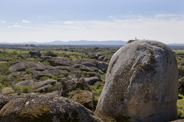 コウノトリと石。自然公園の Barruecos、スペイン  - 写真・画像